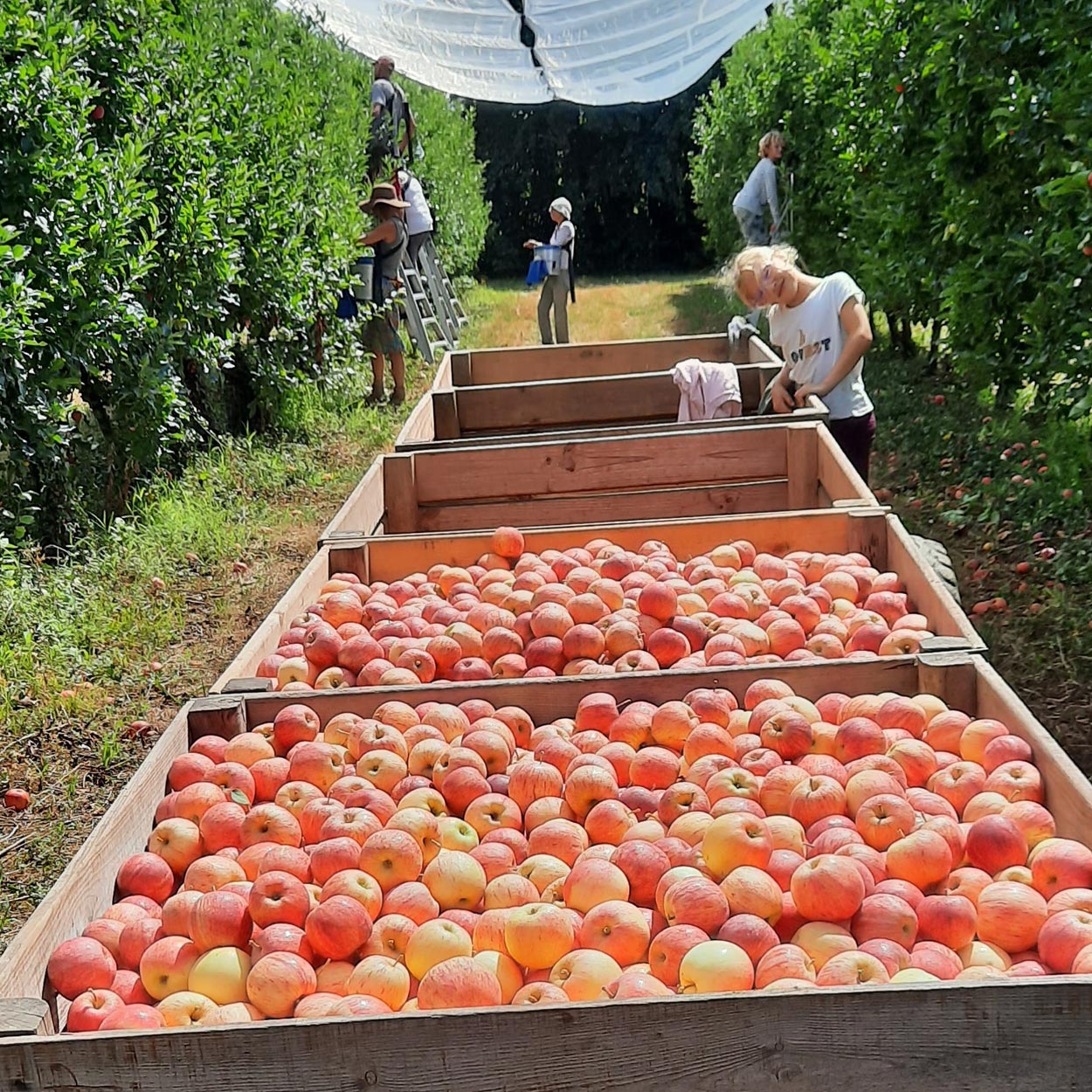 Cueillette de fruits 64, Cueillette de fruits Peyrehorade, Cueillette de fruits Salies de Béarn, Fruits à la ferme 64, Fruits à la ferme Peyrehorade, Fruits à la ferme Salies de Béarn, Pommes direct producteur 64, Pommes direct producteur Peyrehorade, Pommes direct producteur Salies de Béarn, Vente de pommes 64, Vente de pommes Peyrehorade, Vente de pommes Salies de Béarn, Verger 64, Verger Peyrehorade, Verger Salies de Béarn