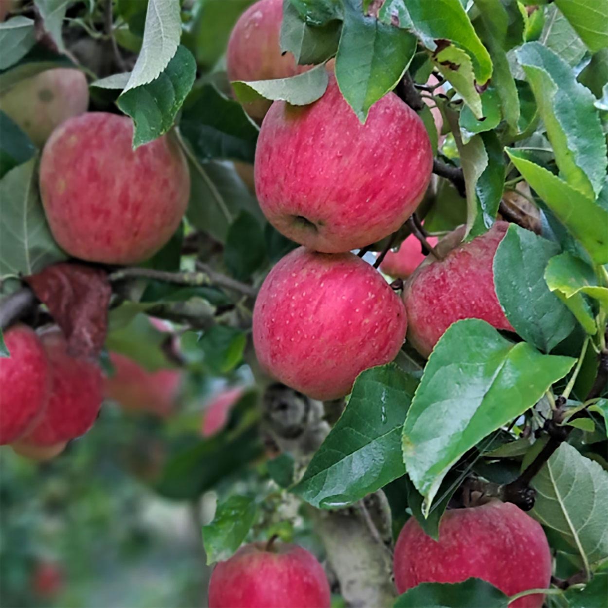 Cueillette de fruits 64, Cueillette de fruits Peyrehorade, Cueillette de fruits Salies de Béarn, Fruits à la ferme 64, Fruits à la ferme Peyrehorade, Fruits à la ferme Salies de Béarn, Pommes direct producteur 64, Pommes direct producteur Peyrehorade, Pommes direct producteur Salies de Béarn, Vente de pommes 64, Vente de pommes Peyrehorade, Vente de pommes Salies de Béarn, Verger 64, Verger Peyrehorade, Verger Salies de Béarn