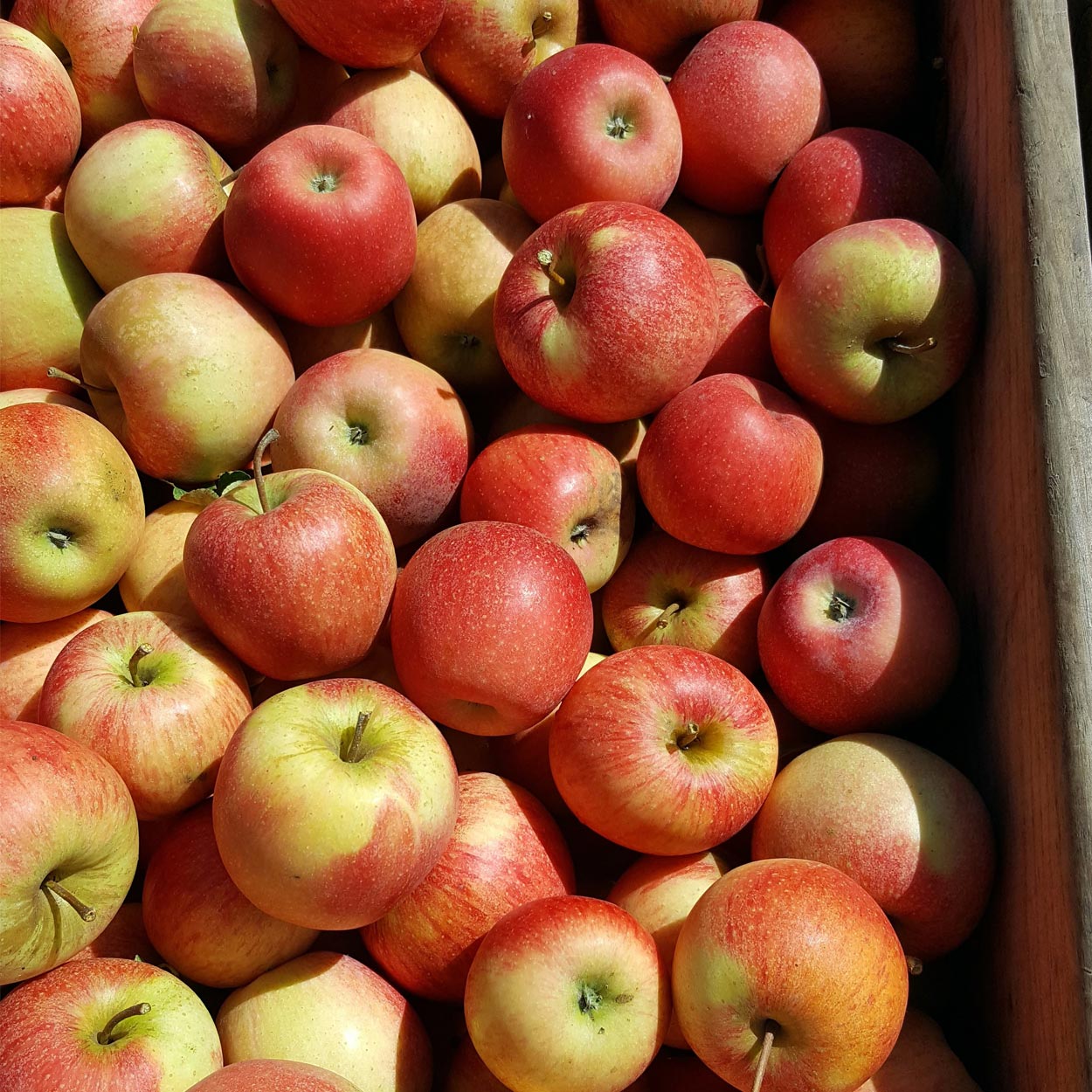 Cueillette de fruits 64, Cueillette de fruits Peyrehorade, Cueillette de fruits Salies de Béarn, Fruits à la ferme 64, Fruits à la ferme Peyrehorade, Fruits à la ferme Salies de Béarn, Pommes direct producteur 64, Pommes direct producteur Peyrehorade, Pommes direct producteur Salies de Béarn, Vente de pommes 64, Vente de pommes Peyrehorade, Vente de pommes Salies de Béarn, Verger 64, Verger Peyrehorade, Verger Salies de Béarn