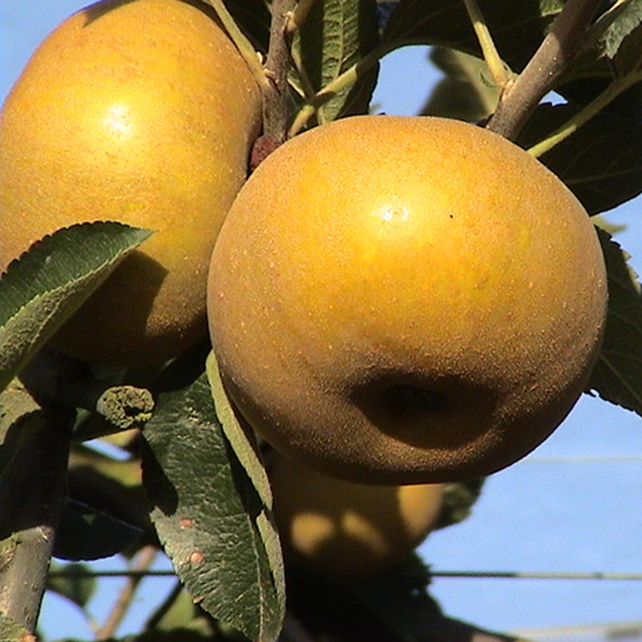 Cueillette de fruits 64, Cueillette de fruits Peyrehorade, Cueillette de fruits Salies de Béarn, Fruits à la ferme 64, Fruits à la ferme Peyrehorade, Fruits à la ferme Salies de Béarn, Pommes direct producteur 64, Pommes direct producteur Peyrehorade, Pommes direct producteur Salies de Béarn, Vente de pommes 64, Vente de pommes Peyrehorade, Vente de pommes Salies de Béarn, Verger 64, Verger Peyrehorade, Verger Salies de Béarn