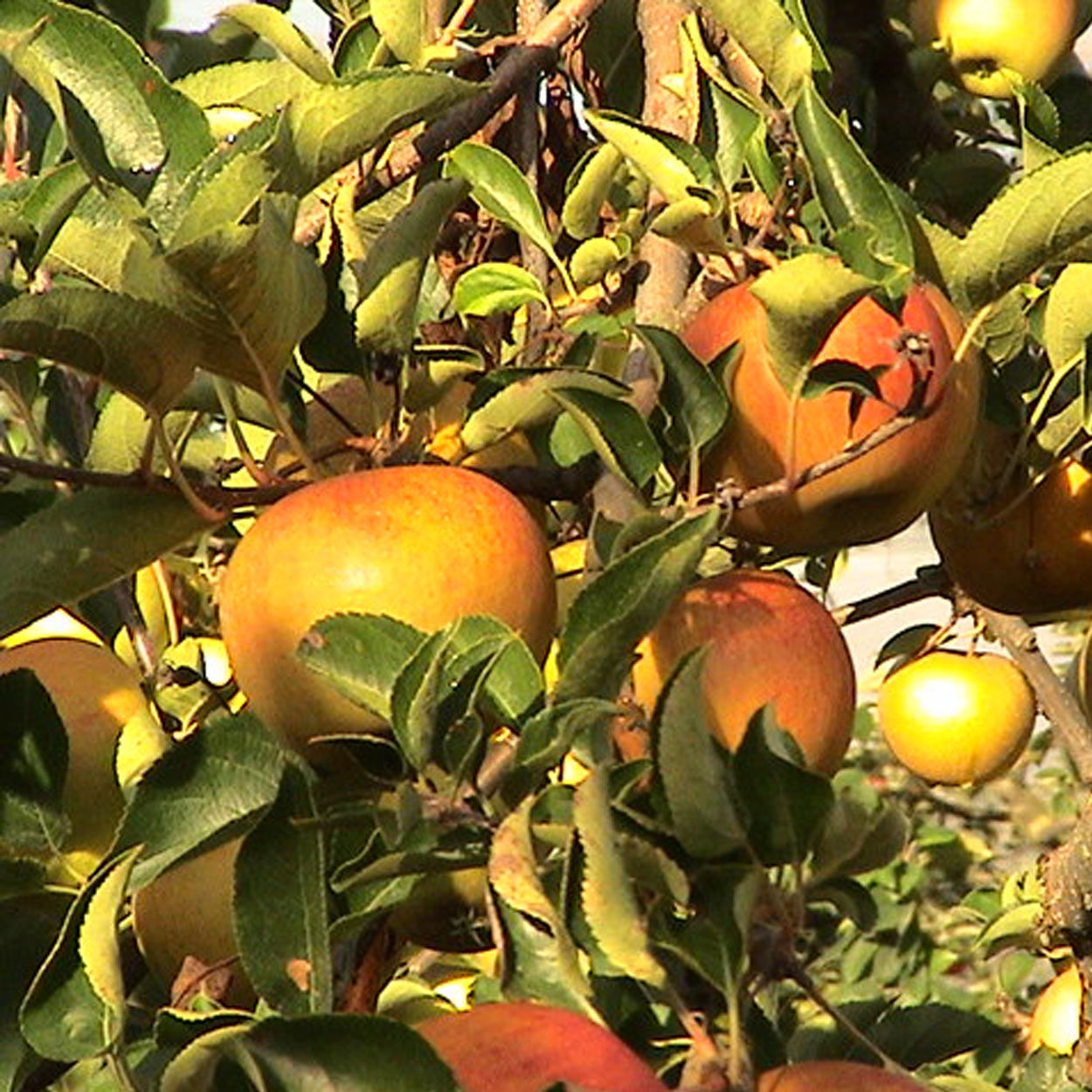 Cueillette de fruits 64, Cueillette de fruits Peyrehorade, Cueillette de fruits Salies de Béarn, Fruits à la ferme 64, Fruits à la ferme Peyrehorade, Fruits à la ferme Salies de Béarn, Pommes direct producteur 64, Pommes direct producteur Peyrehorade, Pommes direct producteur Salies de Béarn, Vente de pommes 64, Vente de pommes Peyrehorade, Vente de pommes Salies de Béarn, Verger 64, Verger Peyrehorade, Verger Salies de Béarn