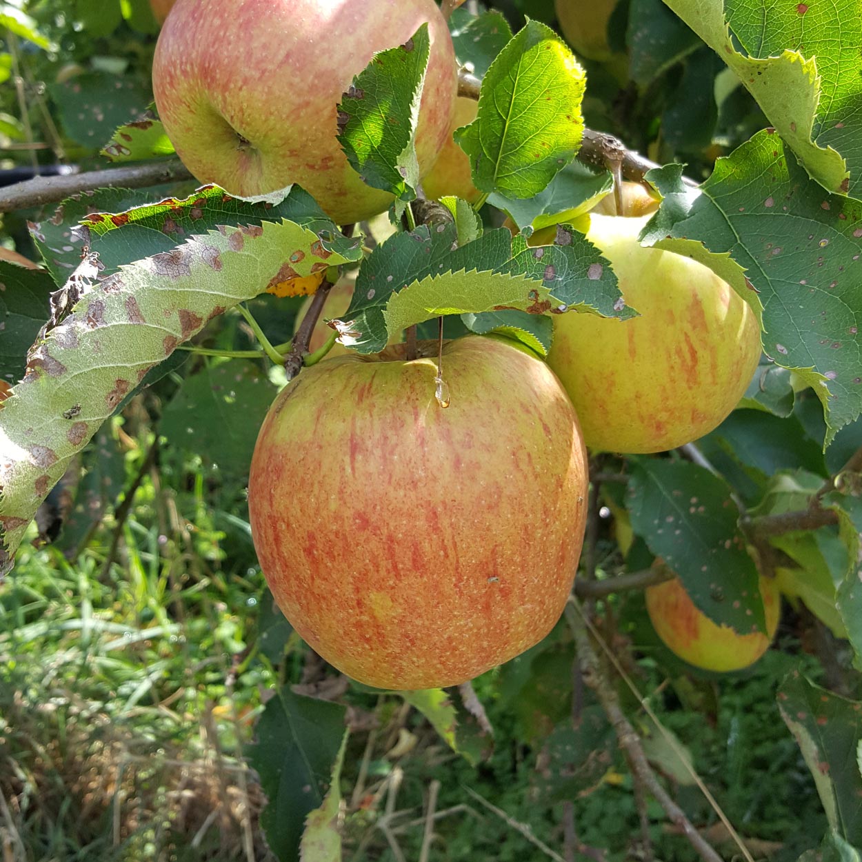 Cueillette de fruits 64, Cueillette de fruits Peyrehorade, Cueillette de fruits Salies de Béarn, Fruits à la ferme 64, Fruits à la ferme Peyrehorade, Fruits à la ferme Salies de Béarn, Pommes direct producteur 64, Pommes direct producteur Peyrehorade, Pommes direct producteur Salies de Béarn, Vente de pommes 64, Vente de pommes Peyrehorade, Vente de pommes Salies de Béarn, Verger 64, Verger Peyrehorade, Verger Salies de Béarn