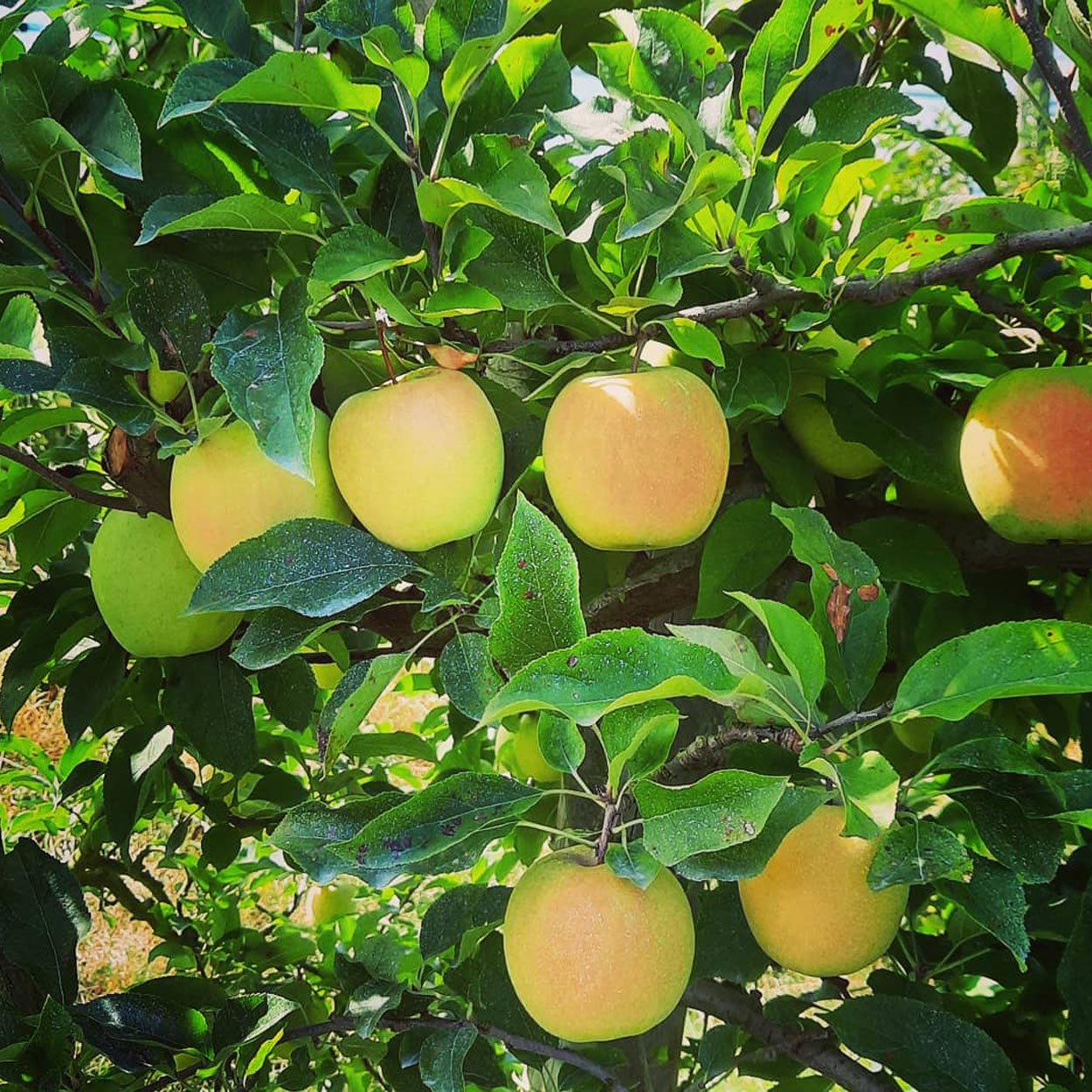 Cueillette de fruits 64, Cueillette de fruits Peyrehorade, Cueillette de fruits Salies de Béarn, Fruits à la ferme 64, Fruits à la ferme Peyrehorade, Fruits à la ferme Salies de Béarn, Pommes direct producteur 64, Pommes direct producteur Peyrehorade, Pommes direct producteur Salies de Béarn, Vente de pommes 64, Vente de pommes Peyrehorade, Vente de pommes Salies de Béarn, Verger 64, Verger Peyrehorade, Verger Salies de Béarn