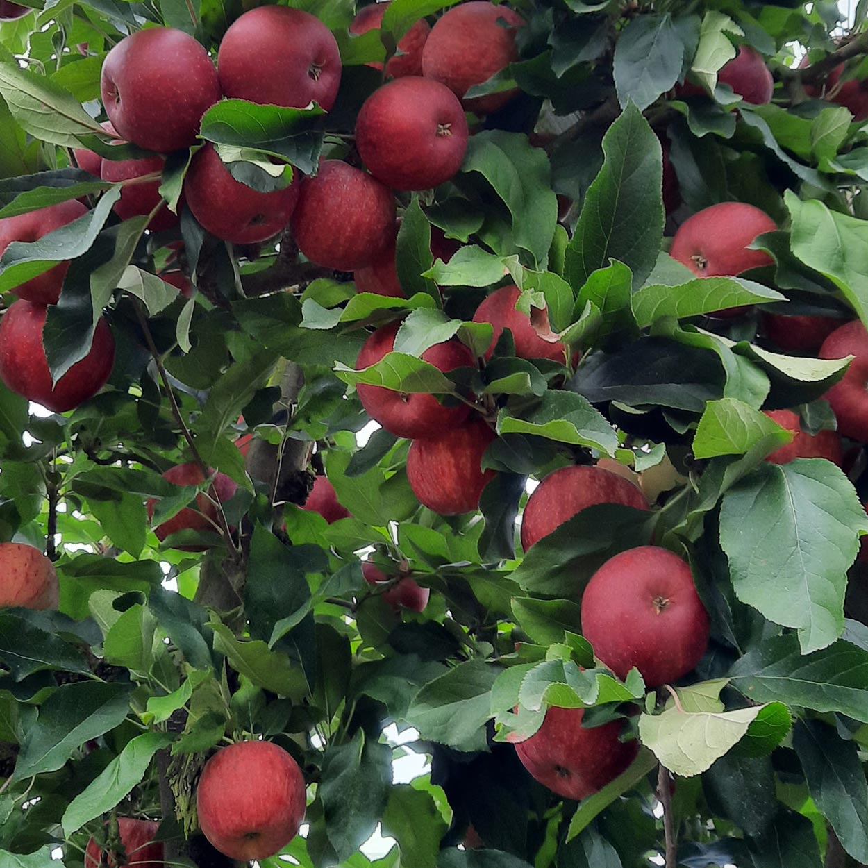 Cueillette de fruits 64, Cueillette de fruits Peyrehorade, Cueillette de fruits Salies de Béarn, Fruits à la ferme 64, Fruits à la ferme Peyrehorade, Fruits à la ferme Salies de Béarn, Pommes direct producteur 64, Pommes direct producteur Peyrehorade, Pommes direct producteur Salies de Béarn, Vente de pommes 64, Vente de pommes Peyrehorade, Vente de pommes Salies de Béarn, Verger 64, Verger Peyrehorade, Verger Salies de Béarn