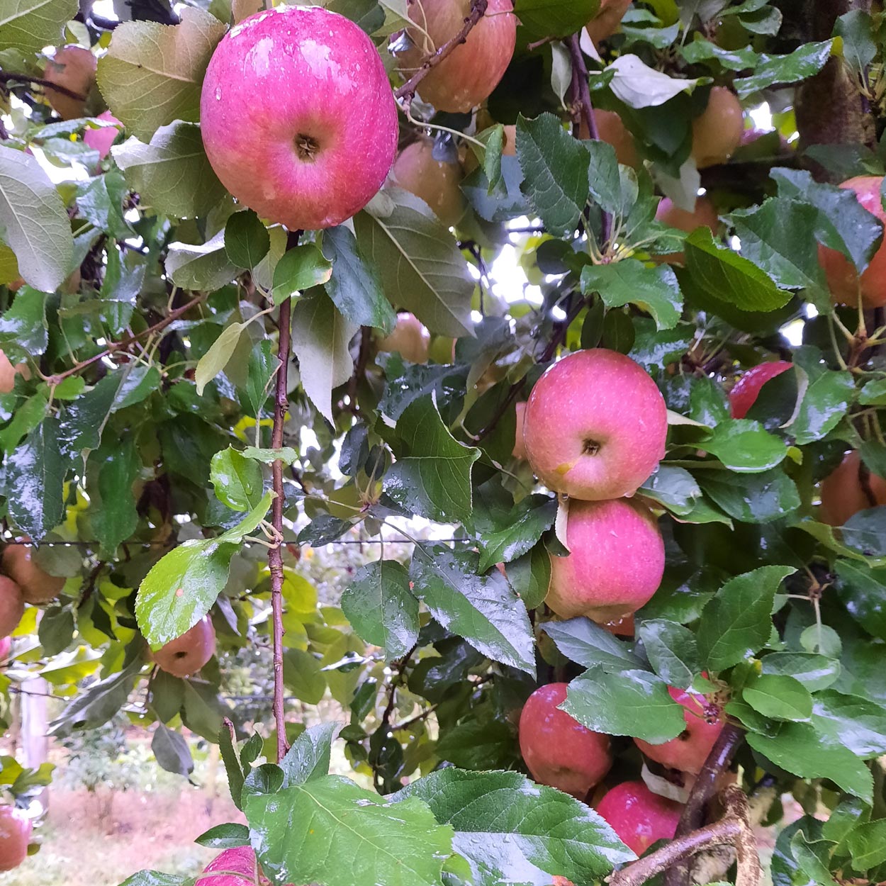 Cueillette de fruits 64, Cueillette de fruits Peyrehorade, Cueillette de fruits Salies de Béarn, Fruits à la ferme 64, Fruits à la ferme Peyrehorade, Fruits à la ferme Salies de Béarn, Pommes direct producteur 64, Pommes direct producteur Peyrehorade, Pommes direct producteur Salies de Béarn, Vente de pommes 64, Vente de pommes Peyrehorade, Vente de pommes Salies de Béarn, Verger 64, Verger Peyrehorade, Verger Salies de Béarn