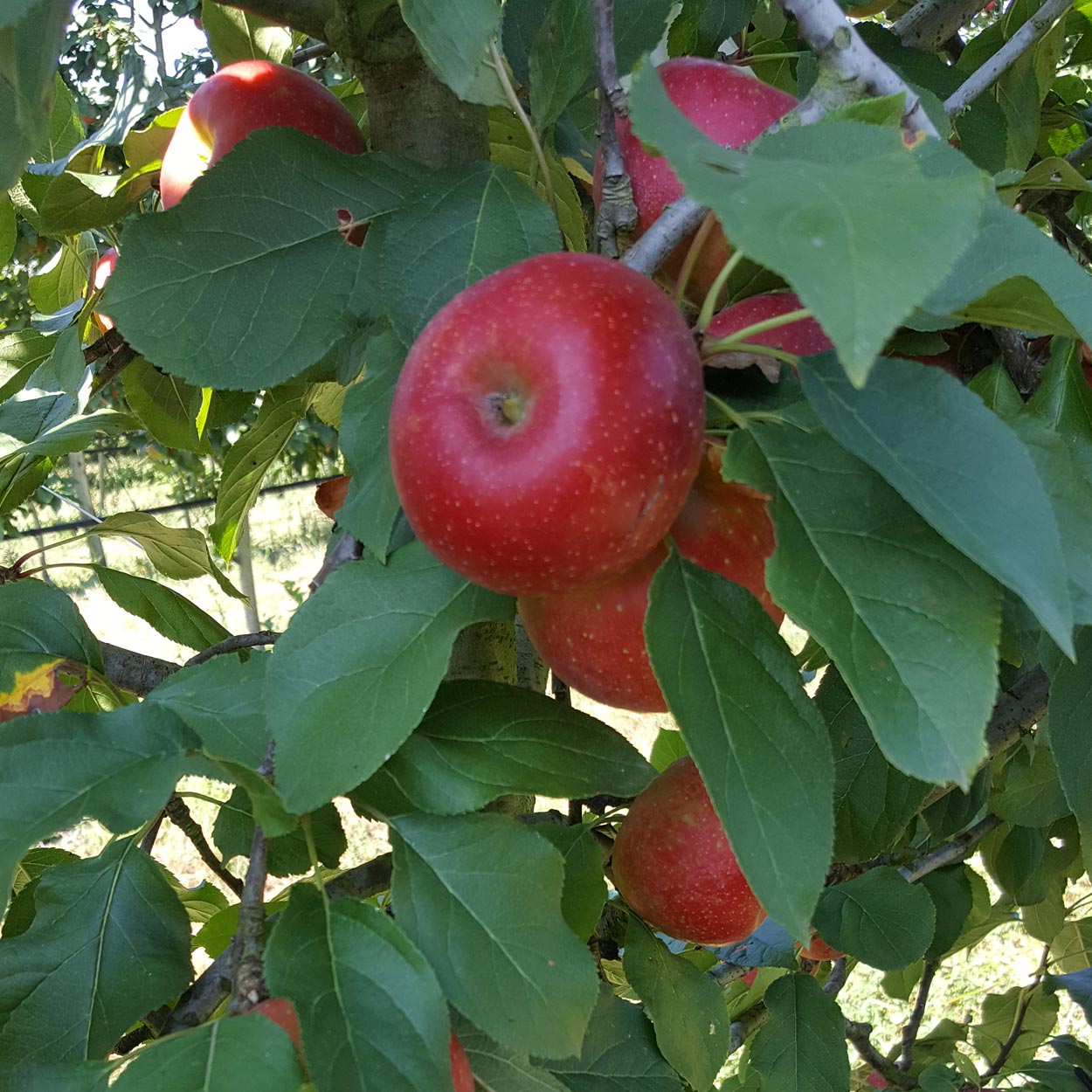 Cueillette de fruits 64, Cueillette de fruits Peyrehorade, Cueillette de fruits Salies de Béarn, Fruits à la ferme 64, Fruits à la ferme Peyrehorade, Fruits à la ferme Salies de Béarn, Pommes direct producteur 64, Pommes direct producteur Peyrehorade, Pommes direct producteur Salies de Béarn, Vente de pommes 64, Vente de pommes Peyrehorade, Vente de pommes Salies de Béarn, Verger 64, Verger Peyrehorade, Verger Salies de Béarn