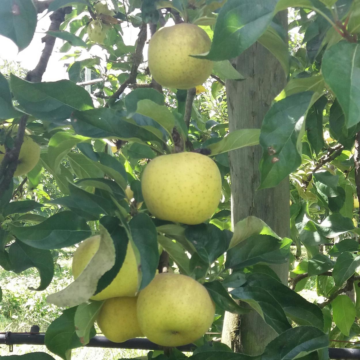 Cueillette de fruits 64, Cueillette de fruits Peyrehorade, Cueillette de fruits Salies de Béarn, Fruits à la ferme 64, Fruits à la ferme Peyrehorade, Fruits à la ferme Salies de Béarn, Pommes direct producteur 64, Pommes direct producteur Peyrehorade, Pommes direct producteur Salies de Béarn, Vente de pommes 64, Vente de pommes Peyrehorade, Vente de pommes Salies de Béarn, Verger 64, Verger Peyrehorade, Verger Salies de Béarn